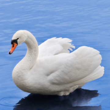 Qué significa soñar con cisnes