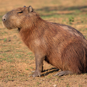 Datos curiosos sobre los capibaras