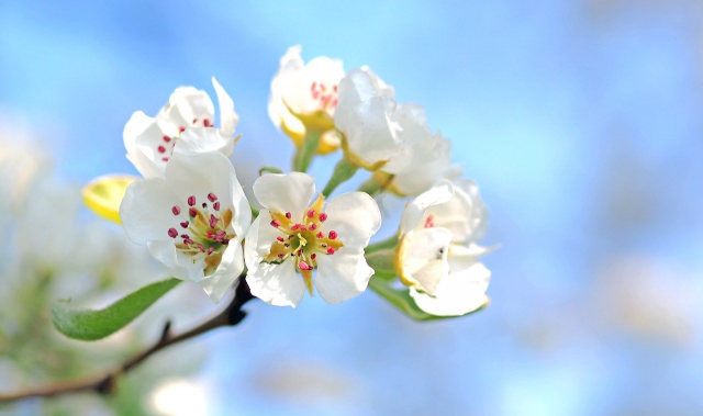 Rêver de fleurs