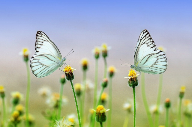 Soñar con mariposas