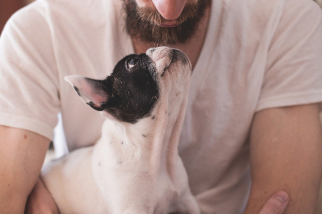 Soñar con perro