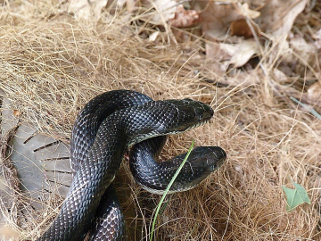 Rêver de serpents noirs